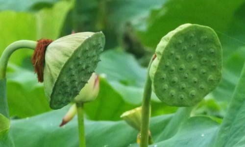 乌鸡阿胶汤功效作用与主治-乌鸡阿胶汤的功效网 :分享乌鸡阿胶汤功效与作用是什么-乌鸡阿胶汤功效与作用是什么知识